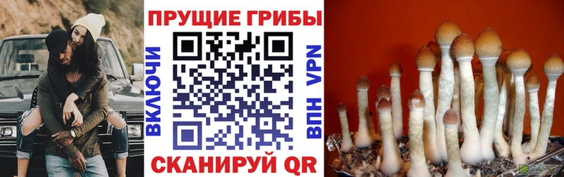 Галлюциногенные грибы прущие грибы  купить  цена  Нахабино 